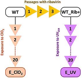 Cross-Resistance of UV- or Chlorine Dioxide-Resistant Echovirus 11 to Other Disinfectants